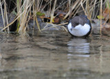 Dipper - Cinclus cinclus - Waterspreeuw