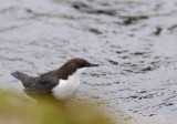 Dipper - Cinclus cinclus - Waterspreeuw