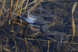 DSC_0080 heikikker 72.jpg