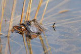 DSC_0086 heikikker 72.jpg
