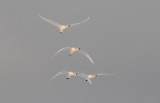 Whooper Swan - Cygnus cygnus - Wilde Zwaan