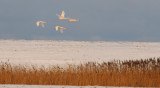 Mute Swan - Cygnus olor - Knobbelzwaan