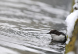 Dipper - Cinclus cinclus - Waterspreeuw