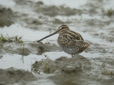 DSC_710B pbase.jpg