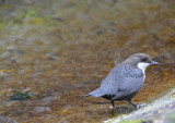Dipper - Cinclus cinclus - Waterspreeuw