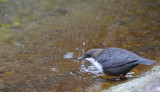 Dipper - Cinclus cinclus - Waterspreeuw