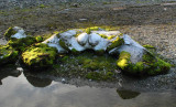 Bowhead skull - schedel Groenlandse walvis