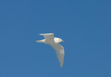 Ivory Gull [Pagophila eburnea]