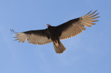 DSC_1071 turkey vulture .jpg