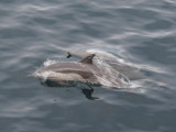 Common dolphin Sea of Cortez