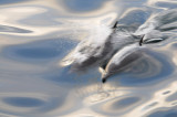 Common dolphin Sea of Cortez