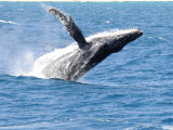 humpback breaching Sea of Cortez Mexico.jpg