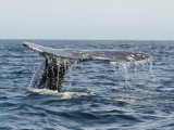 Grey whale - Magdalena Bay - Baja California .