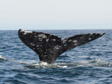 Grey whale - Magdalena Bay - Baja California .