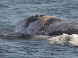  Grey whale - Magdalena Bay - Baja California.