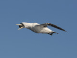 DSC_1823 masked booby .jpg