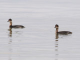 DSC_0135eared grebe .jpg