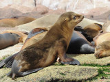 DSC_0437sealion 72.jpg