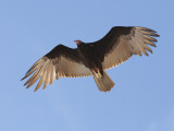 DSC_1072 turkey vulture .jpg
