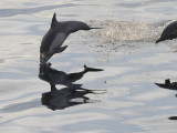 DSC_0677 Common Dolphin 72.jpg