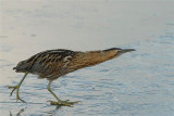  Great Bittern - Roerdomp 29-12-2006 042-vk.jpg