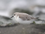 Sanderling - Drieteenstrandloper - Calidris alba