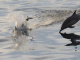   Common Dolphin  Sea of Cortez