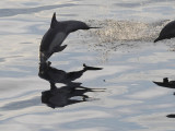 _Common Dolphin  Sea of Cortez