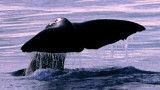  Spwerm Whale  Lofoten Norway