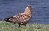  Great Skua  Shetland.bmp