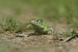DSC_0036 Zandhagedis - Lacerta agilis.jpg