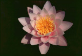  Waterlilly