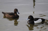   Tufted duck  Kuifeend