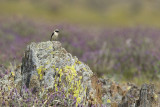 Black-eared Wheatear