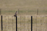 Buzzard