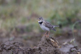 Calandra Lark