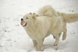 DSC_6487 Dogs in snow