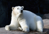 DSC_4145 Polar bear