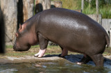 DSC_3924  Hippo  -   Flodhest