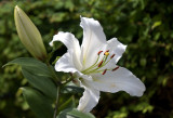 DSC_7547 Hvid Lilje i haven