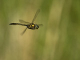 Dragonfly in air   DSC_5067