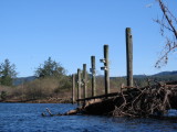 Bird condos on pilings.