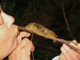 W_04SlugKiss.jpg