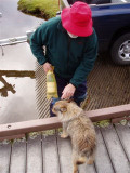 Rogers rat dog sniffs the bubbly, to make sure it is up to the task.