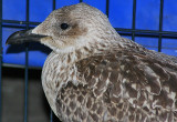 Lesser Black-backed Gull - juvenile