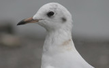 Black-headed Gull