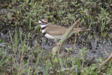 Killdeer