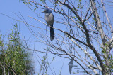 Florida Scrub Jay