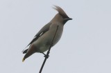 Waxwing are back