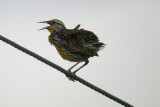 Eastern Meadowlark